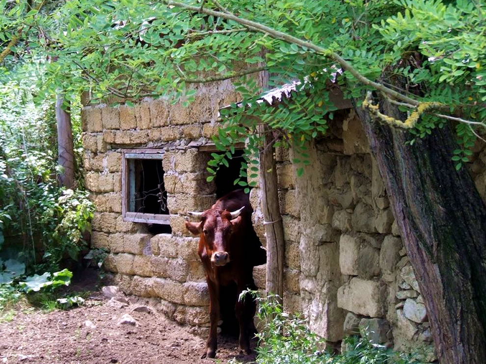 cow-in-the-ruins-a-small-abandoned-farm-outside-sudak-crimea
